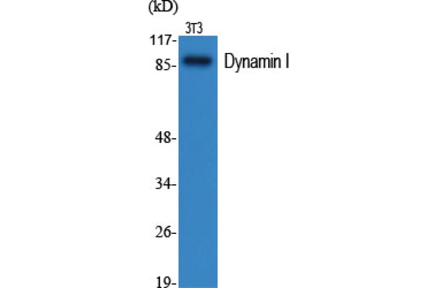 Western Blot - Anti-Dynamin-1 Antibody (B0422) - Antibodies.com