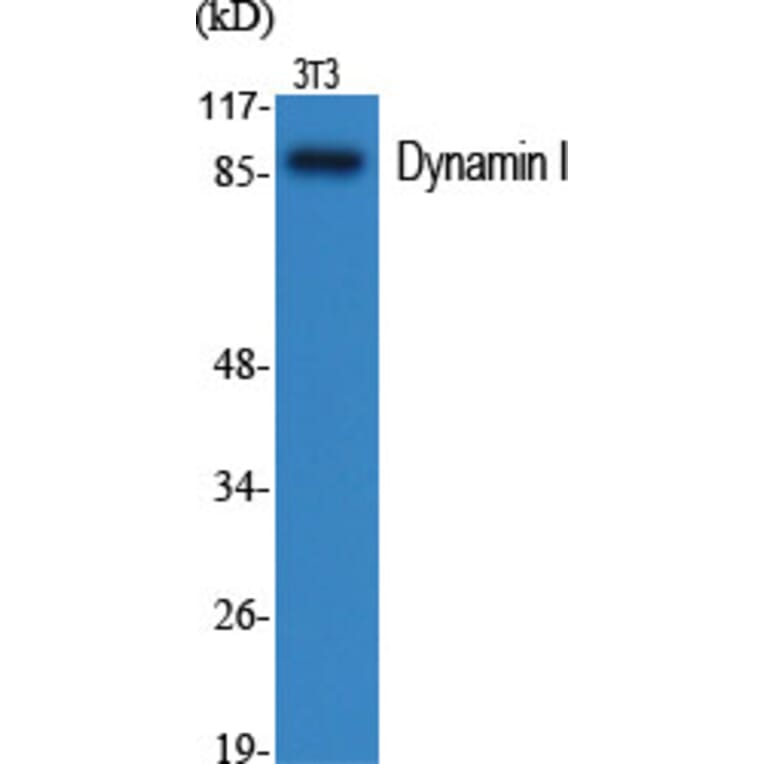 Western Blot - Anti-Dynamin-1 Antibody (B0422) - Antibodies.com