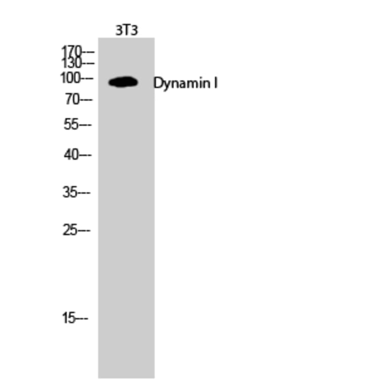 Western Blot - Anti-Dynamin-1 Antibody (B0422) - Antibodies.com