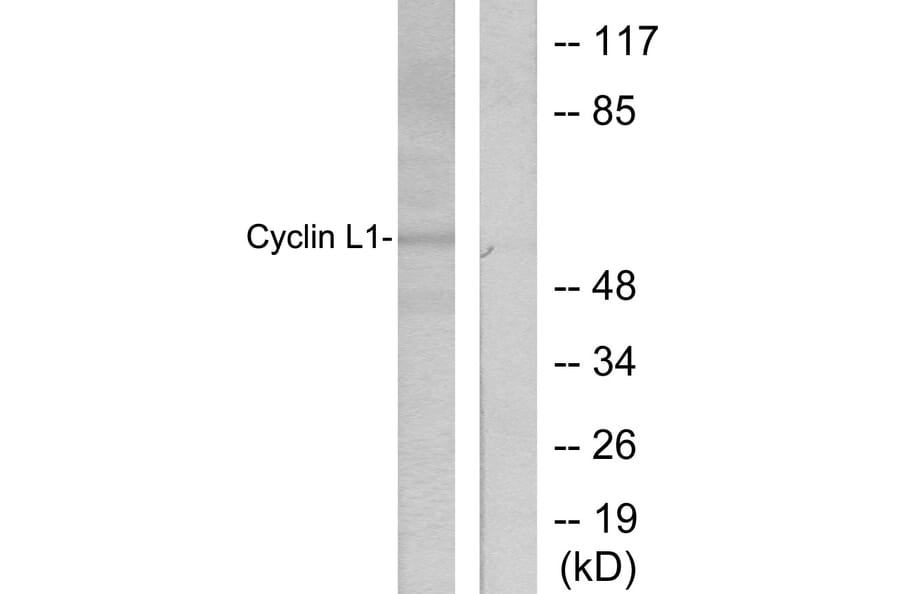 Western Blot - Anti-Cyclin L1 Antibody (C0295) - Antibodies.com