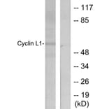 Western Blot - Anti-Cyclin L1 Antibody (C0295) - Antibodies.com