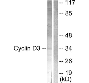 Western Blot - Anti-Cyclin D3 Antibody (B0418) - Antibodies.com