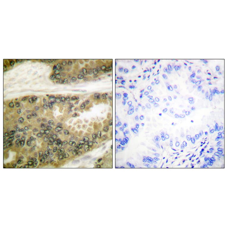 Immunohistochemistry - Anti-Cyclin D3 Antibody (B0418) - Antibodies.com