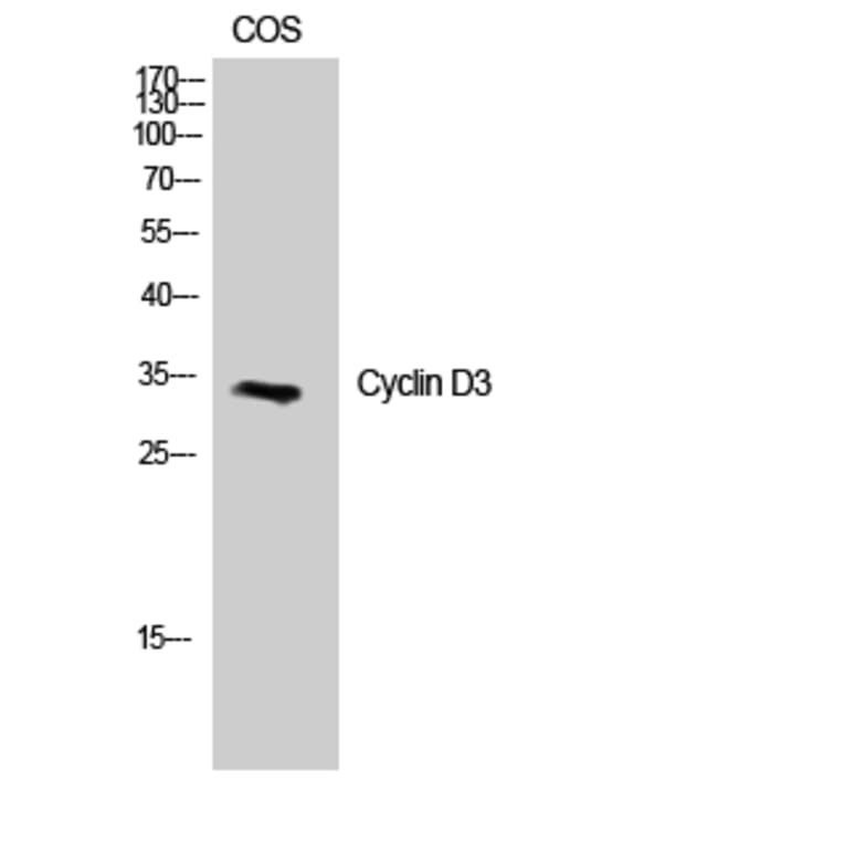 Western Blot - Anti-Cyclin D3 Antibody (B0418) - Antibodies.com