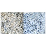 Immunohistochemistry - Anti-Cyclin D3 Antibody (B0418) - Antibodies.com