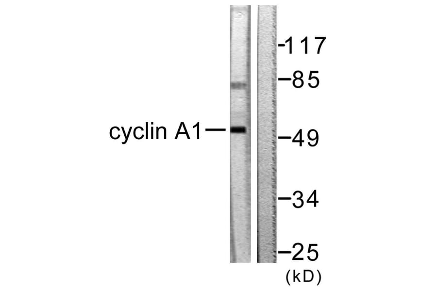 Western Blot - Anti-Cyclin A1 Antibody (C0166) - Antibodies.com