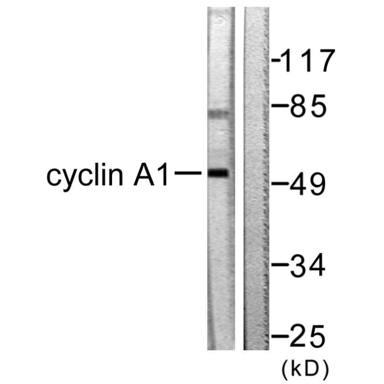 Western Blot - Anti-Cyclin A1 Antibody (C0166) - Antibodies.com