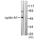 Western Blot - Anti-Cyclin A1 Antibody (C0166) - Antibodies.com