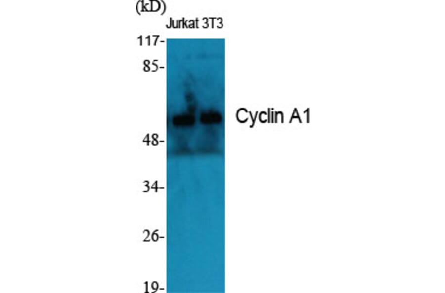 Western Blot - Anti-Cyclin A1 Antibody (C0166) - Antibodies.com