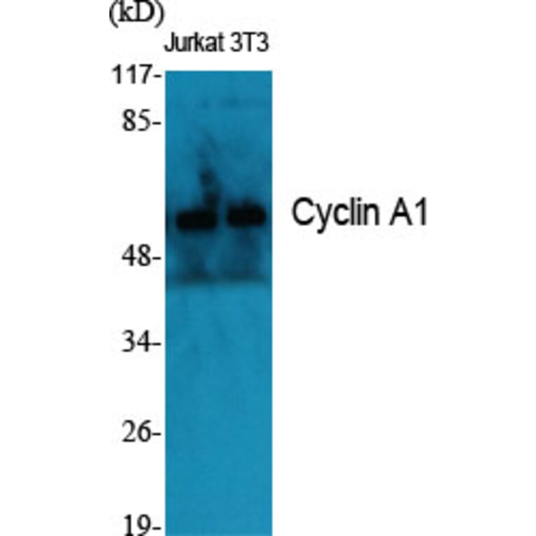 Western Blot - Anti-Cyclin A1 Antibody (C0166) - Antibodies.com
