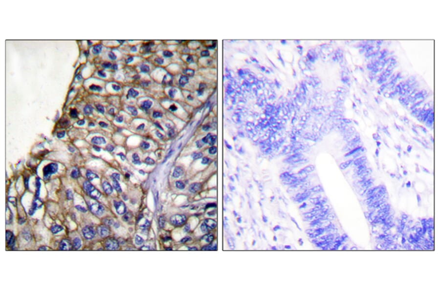 Immunohistochemistry - Anti-Claudin 7 Antibody (C0153) - Antibodies.com