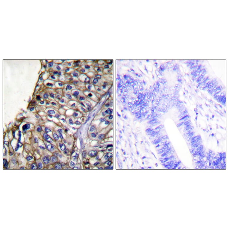 Immunohistochemistry - Anti-Claudin 7 Antibody (C0153) - Antibodies.com