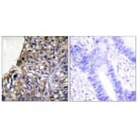 Immunohistochemistry - Anti-Claudin 7 Antibody (C0153) - Antibodies.com