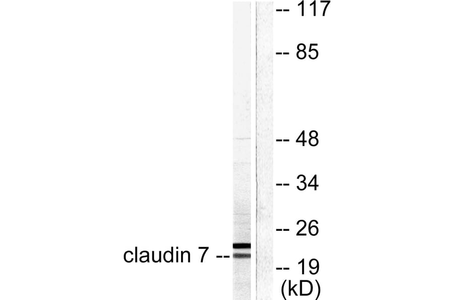 Western Blot - Anti-Claudin 7 Antibody (C0153) - Antibodies.com
