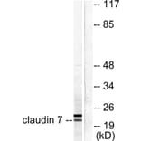 Western Blot - Anti-Claudin 7 Antibody (C0153) - Antibodies.com