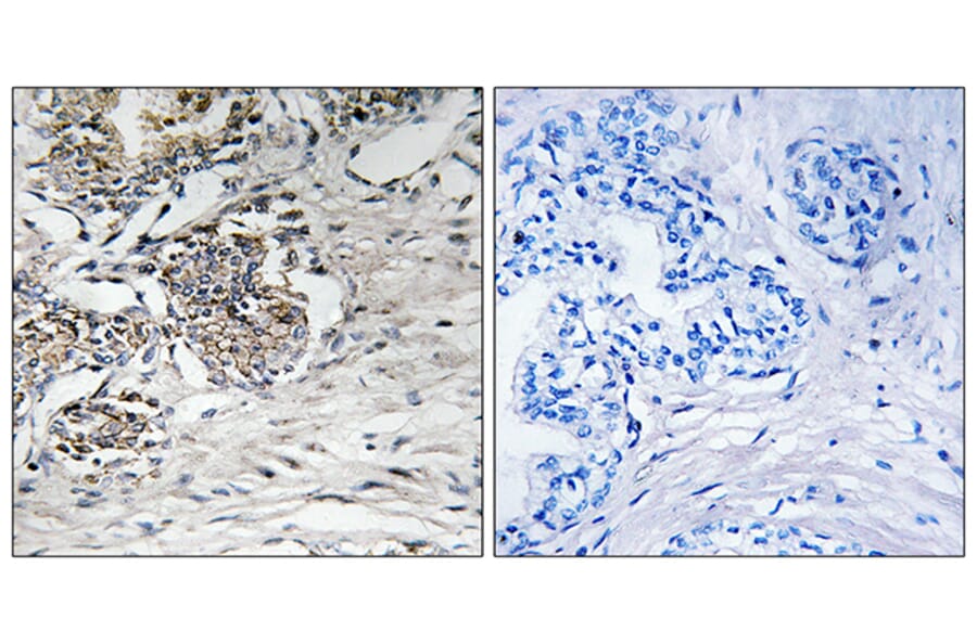 Immunohistochemistry - Anti-Claudin 7 Antibody (B8321) - Antibodies.com