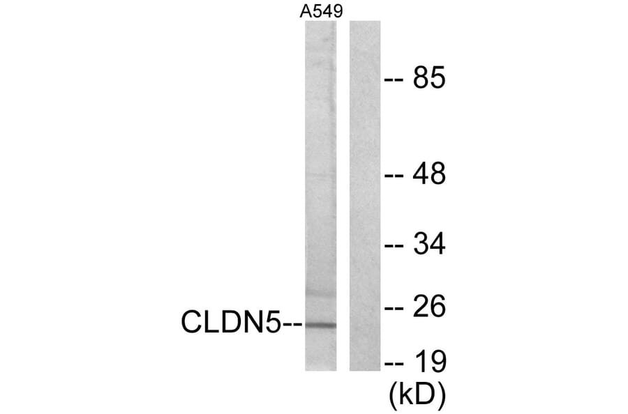 Western Blot - Anti-Claudin 5 Antibody (C0145) - Antibodies.com