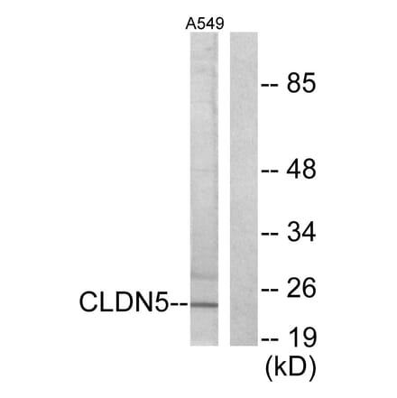 Western Blot - Anti-Claudin 5 Antibody (C0145) - Antibodies.com