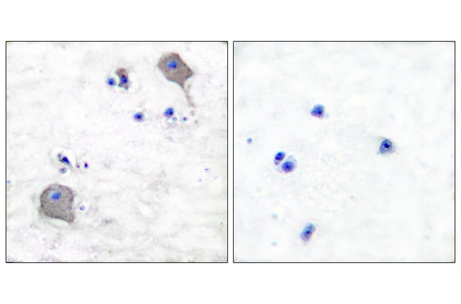 Immunohistochemistry - Anti-Claudin 5 Antibody (C0145) - Antibodies.com