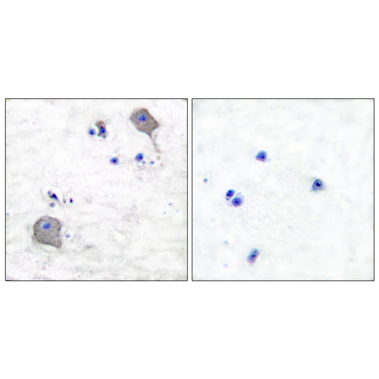 Immunohistochemistry - Anti-Claudin 5 Antibody (C0145) - Antibodies.com