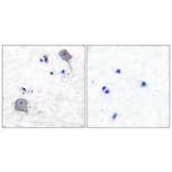 Immunohistochemistry - Anti-Claudin 5 Antibody (C0145) - Antibodies.com