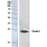 Western Blot - Anti-Claudin 5 Antibody (C0145) - Antibodies.com