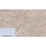 Immunohistochemistry - Anti-Claudin 5 Antibody (C0145) - Antibodies.com