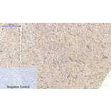 Immunohistochemistry - Anti-Claudin 5 Antibody (C0145) - Antibodies.com