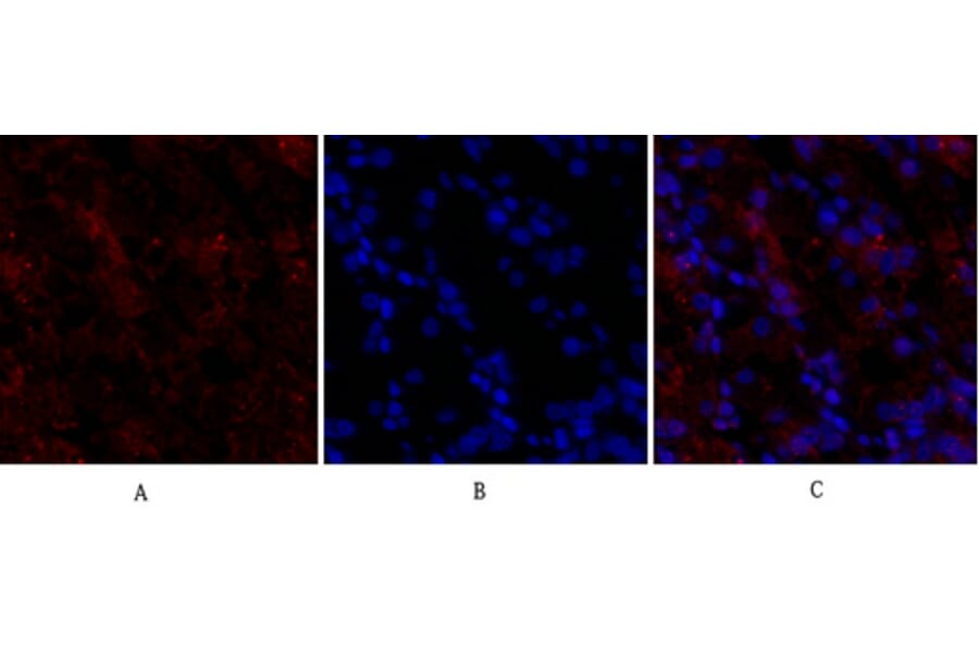 Immunofluorescence - Anti-Claudin 5 Antibody (C0145) - Antibodies.com