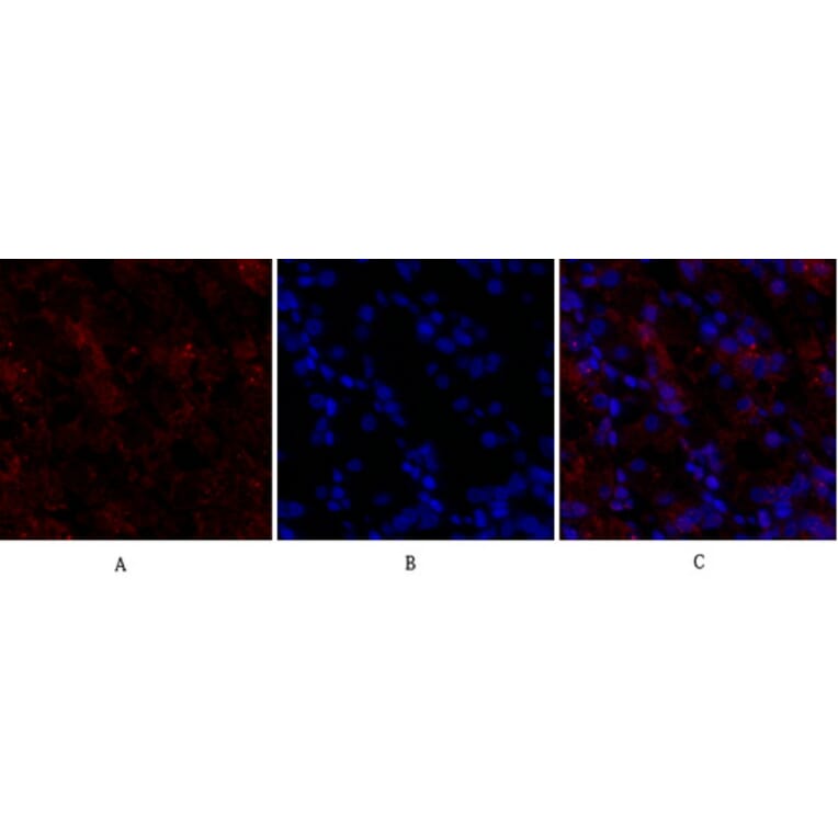 Immunofluorescence - Anti-Claudin 5 Antibody (C0145) - Antibodies.com