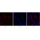 Immunofluorescence - Anti-Claudin 5 Antibody (C0145) - Antibodies.com