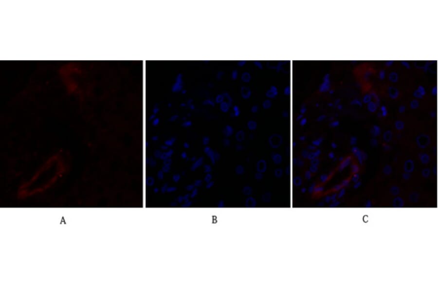 Immunofluorescence - Anti-Claudin 5 Antibody (C0145) - Antibodies.com