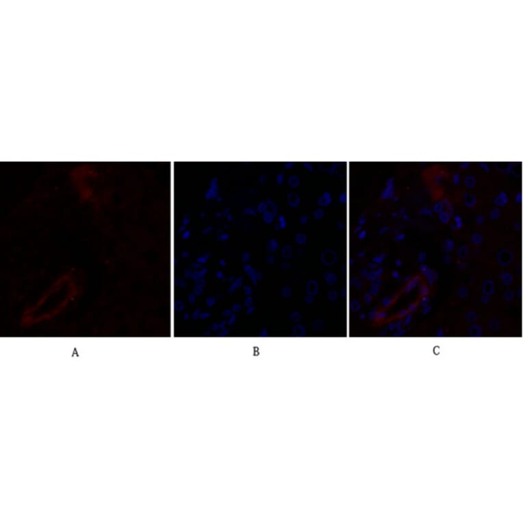 Immunofluorescence - Anti-Claudin 5 Antibody (C0145) - Antibodies.com