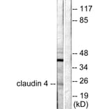Western Blot - Anti-Claudin 4 Antibody (C0141) - Antibodies.com