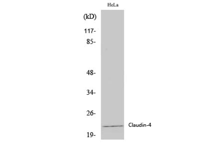 Western Blot - Anti-Claudin 4 Antibody (C0141) - Antibodies.com