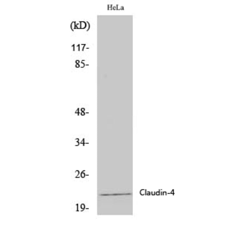 Western Blot - Anti-Claudin 4 Antibody (C0141) - Antibodies.com