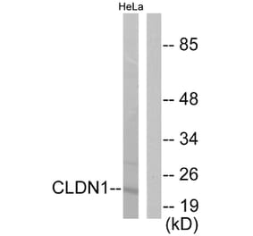 Western Blot - Anti-Claudin 1 Antibody (C0142) - Antibodies.com