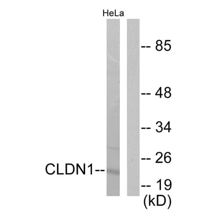 Western Blot - Anti-Claudin 1 Antibody (C0142) - Antibodies.com