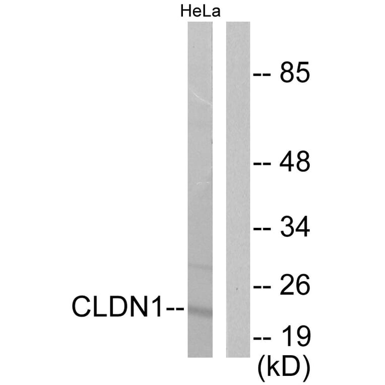 Western Blot - Anti-Claudin 1 Antibody (C0142) - Antibodies.com