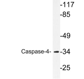 Western Blot - Anti-Caspase-4 Antibody (R12-2054) - Antibodies.com