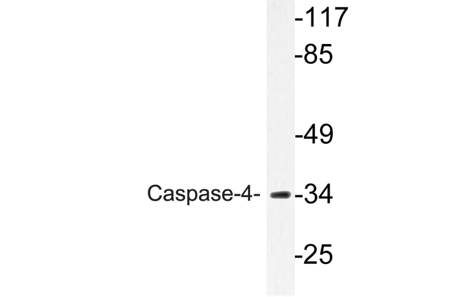Western Blot - Anti-Caspase-4 Antibody (R12-2054) - Antibodies.com