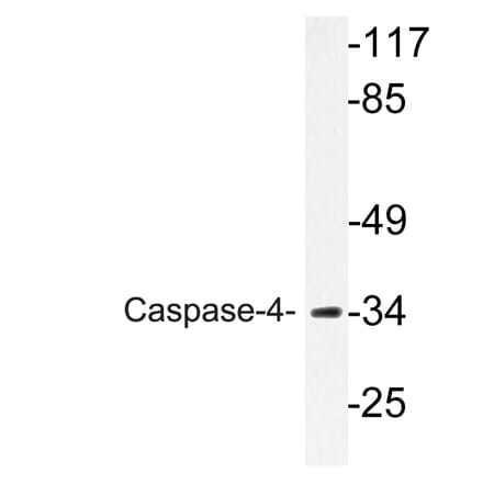 Western Blot - Anti-Caspase-4 Antibody (R12-2054) - Antibodies.com