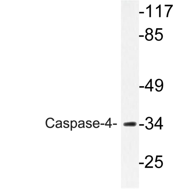 Western Blot - Anti-Caspase-4 Antibody (R12-2054) - Antibodies.com