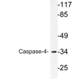 Western Blot - Anti-Caspase-4 Antibody (R12-2054) - Antibodies.com