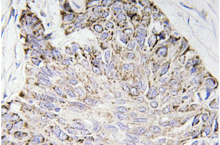 Immunohistochemistry - Anti-Caspase-4 Antibody (R12-2054) - Antibodies.com