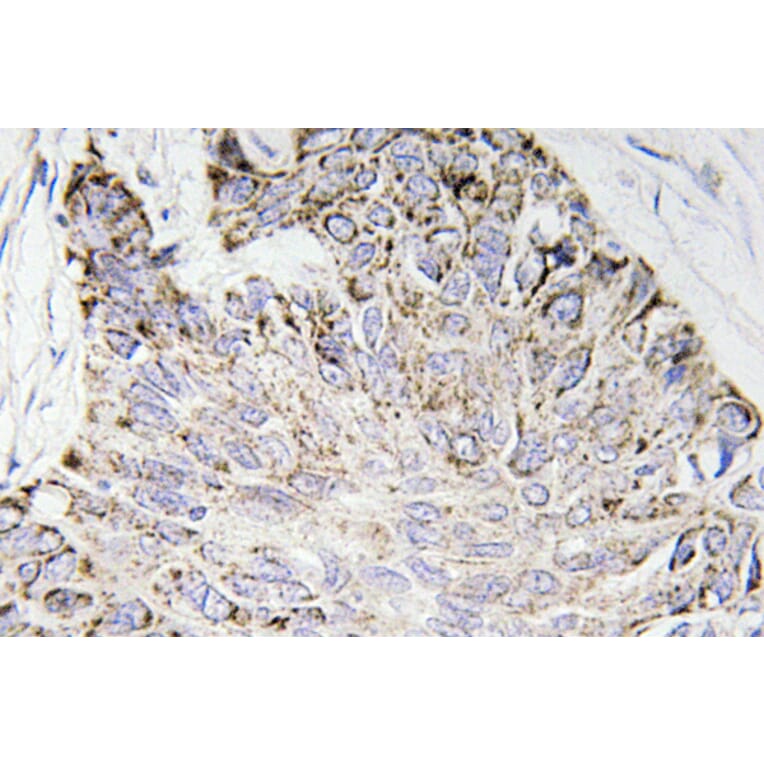 Immunohistochemistry - Anti-Caspase-4 Antibody (R12-2054) - Antibodies.com