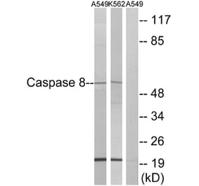 Western Blot - Anti-Caspase 8 Antibody (B0059) - Antibodies.com