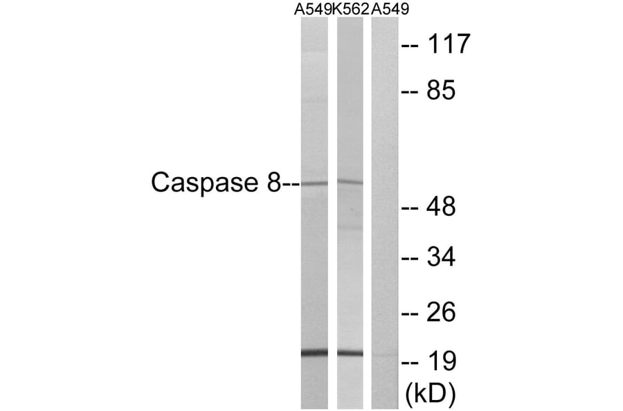 Western Blot - Anti-Caspase 8 Antibody (B0059) - Antibodies.com