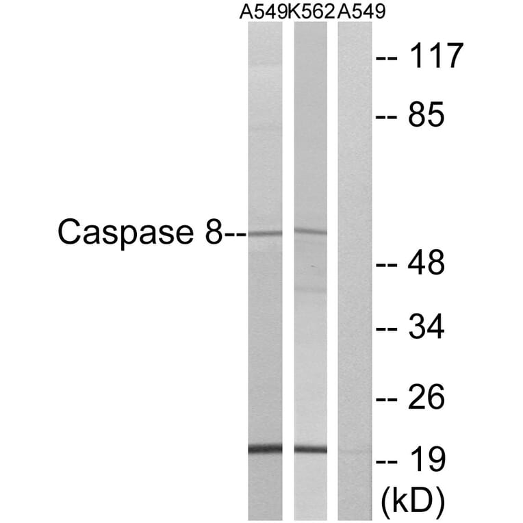 Western Blot - Anti-Caspase 8 Antibody (B0059) - Antibodies.com