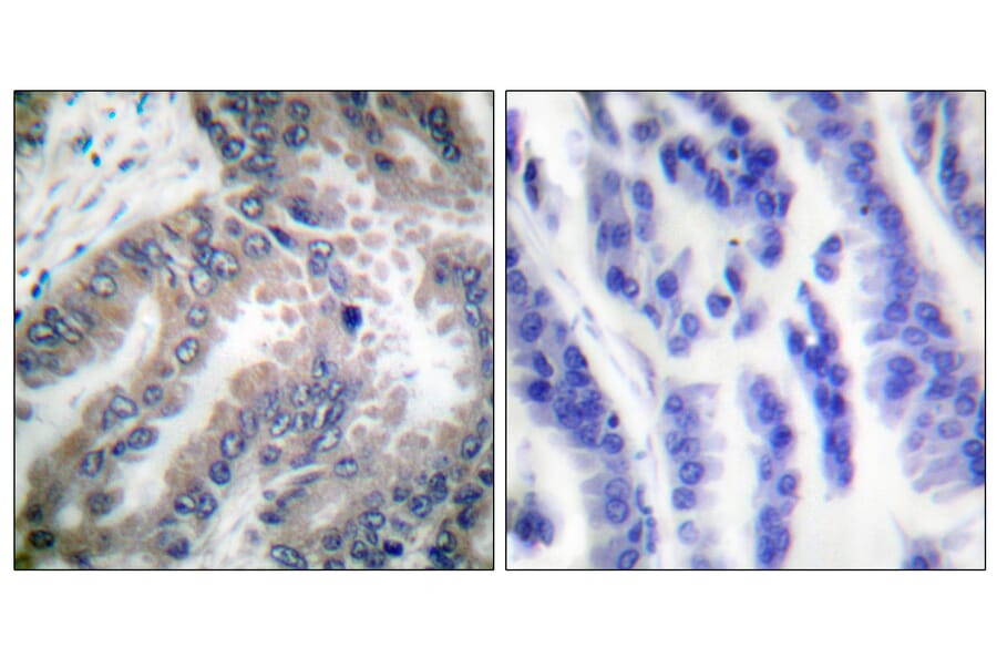 Immunohistochemistry - Anti-Caspase 8 Antibody (B0059) - Antibodies.com